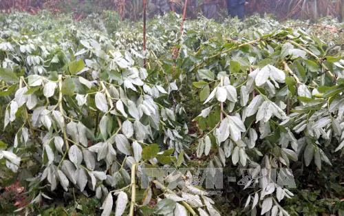 Hỗ trợ khôi phục sản xuất sau đợt rét kỷ lục ảnh 1