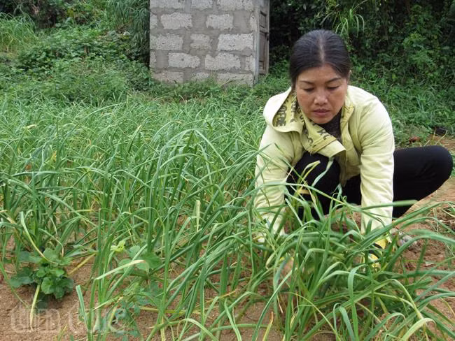 Xiêu lòng trước vẻ đẹp của Lý Sơn ảnh 6