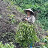 Phát triển thạch đen thành ngành hàng chủ lực
