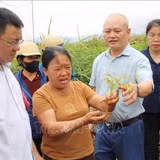 Lạng Sơn: Duy trì và phát triển khoảng 3.500 ha cây dược liệu