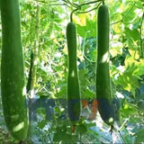 Cây bí xanh mở hướng làm giàu ở vùng biên giới Điện Biên