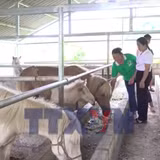 Nguồn vốn chính sách tiếp sức người dân vùng cao vươn lên