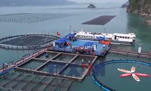 Thủy sản bền vững