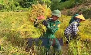 Giúp dân thu hoạch lúa mùa, thắm tình quân dân nơi biên giới