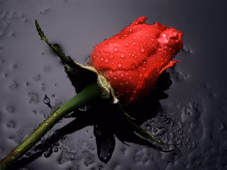 Hoa Đà Lạt tăng giá đón Valentine ảnh 1