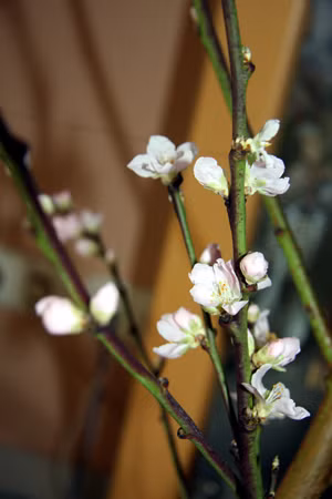 Hoa đào ngày Tết ở Béclin ảnh 1