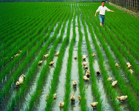 Điểm sáng từ cánh đồng mẫu trồng lúa hữu cơ U Minh hạ ảnh 3