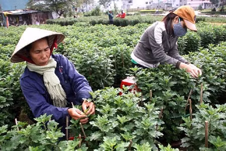 Chuyển đất trồng màu sang trồng hoa làm giàu ảnh 1