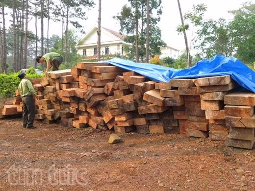 Lâm tặc ngang nhiên đốn hạ rừng Kon Tum ảnh 3