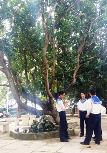 Di sản xanh giữa sóng gió Trường Sa ảnh 2