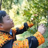 Kỳ vọng đưa chanh rừng Mẫu Sơn thành cây trồng kinh tế chủ lực