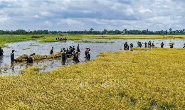 Mưa lũ gây thiệt hại tại vùng Đồng Tháp Mười