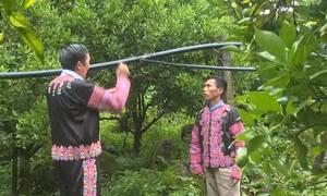Người mang quả ngọt phủ xanh đất dốc