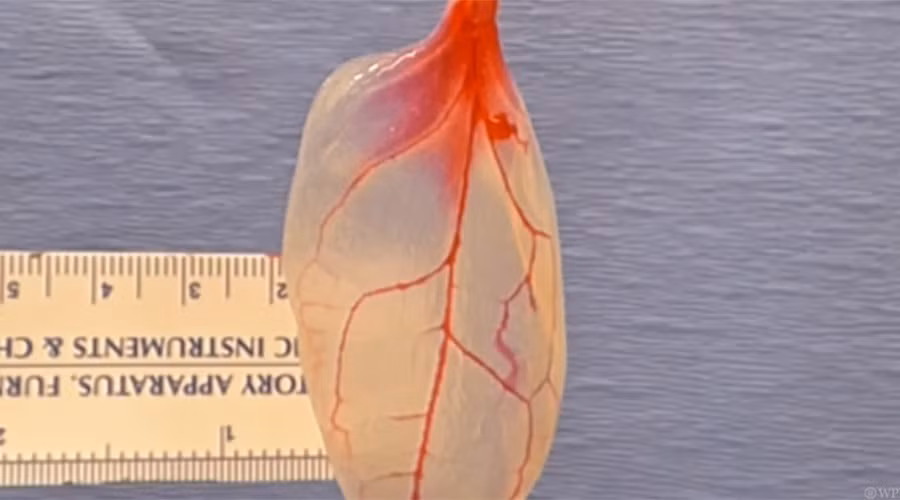 Lá cải bó xôi được 'hô biến' thành mô tim người ảnh 4