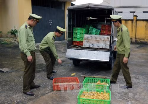 Thu giữ hơn 2.500 con vịt giống nhập lậu từ Trung Quốc ảnh 1