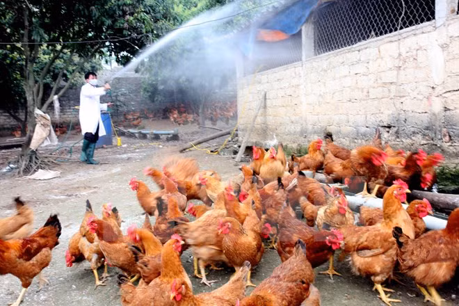 Tuyệt đối không mua gia cầm chưa rõ nguồn gốc ảnh 2