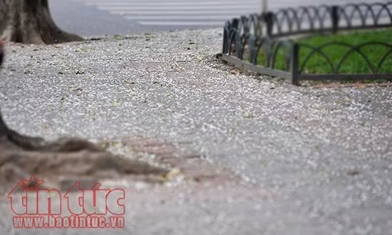 Hoa sưa 'phủ trắng' góc phố Hà Nội ảnh 3