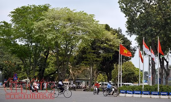 Hoa sưa 'phủ trắng' góc phố Hà Nội ảnh 1