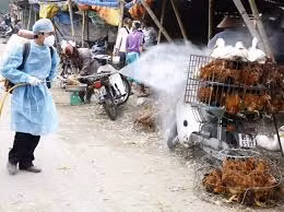 Phát hiện thêm một ổ dịch cúm gia cầm tại Cần Thơ ảnh 1