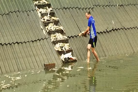 Bộ Công Thương điều tra 'nghi án' cá chết hàng loạt ở Lào Cai ảnh 1