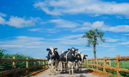 Theo chân Blogger nổi tiếng trong hành trình Vinamilk Organic Farm Tour ảnh 4