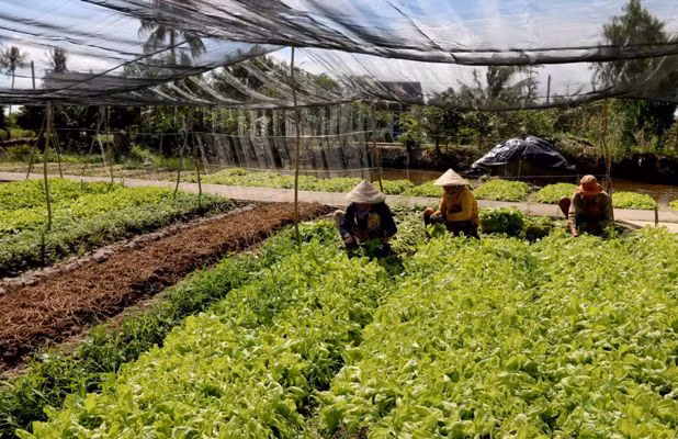 'Cởi trói' cho ngành nông nghiệp vùng ĐBSCL ảnh 1