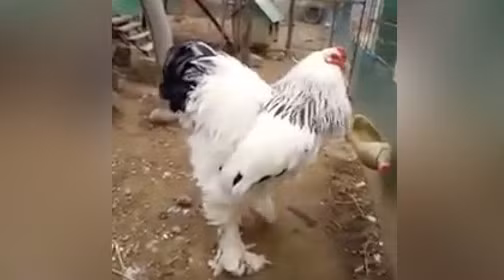 Video ‘gà khổng lồ’ khiến cư dân mạng rùng mình ảnh 1