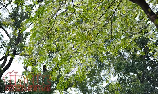 Hoa sưa 'phủ trắng' góc phố Hà Nội ảnh 4