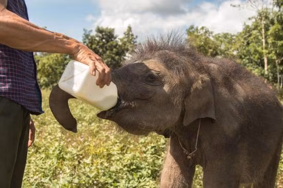 Hành trình tìm sữa mẹ cho chú voi sơ sinh mồ côi ảnh 2