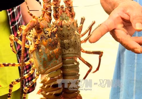 Trên 16.500 lồng nuôi tôm hùm Phú Yên chết với tỷ lệ cao ảnh 1