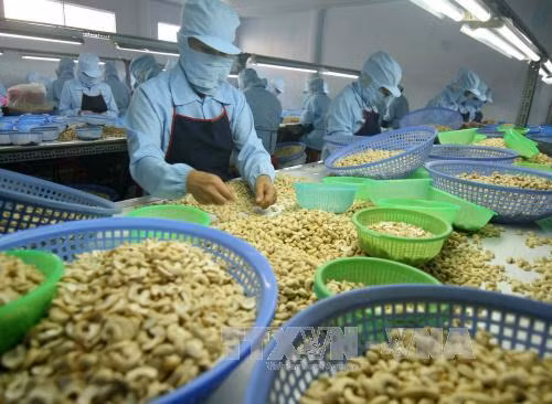 Bấp bênh 'thủ phủ' điều Bình Phước ảnh 1
