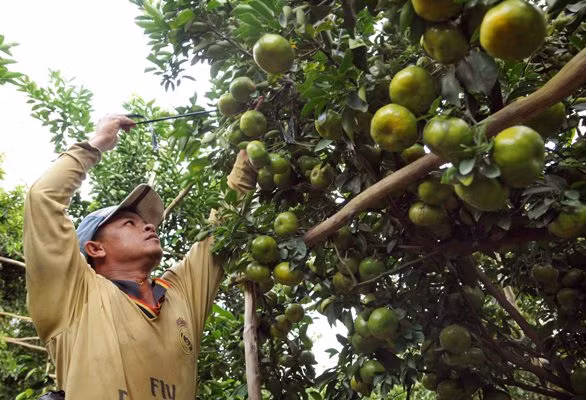 'Đầu ra' bền vững cho nông sản ĐBSCL ảnh 1