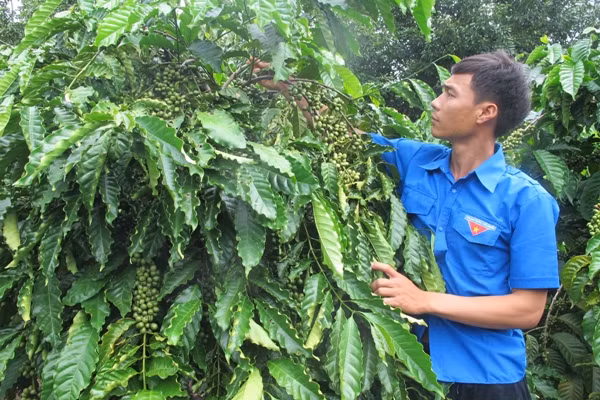 Giúp nông dân Tây Nguyên làm giàu ảnh 1