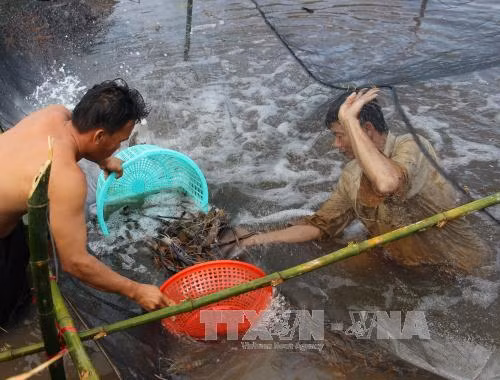 Nuôi tôm trong ao lót bạt, lãi hàng trăm triệu đồng ảnh 1