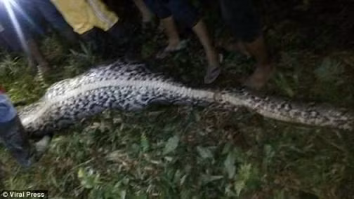 Ghê rợn cảnh mổ bụng trăn dài 7 mét phát hiện xác người ảnh 2