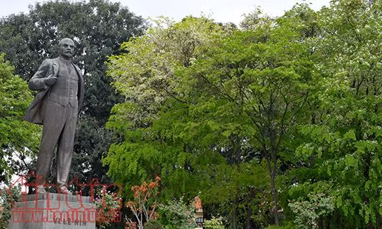 Hoa sưa 'phủ trắng' góc phố Hà Nội ảnh 9