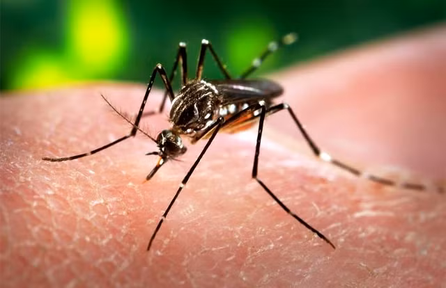 Số ca nhiễm virus Zika tại Mỹ tăng mạnh ảnh 1