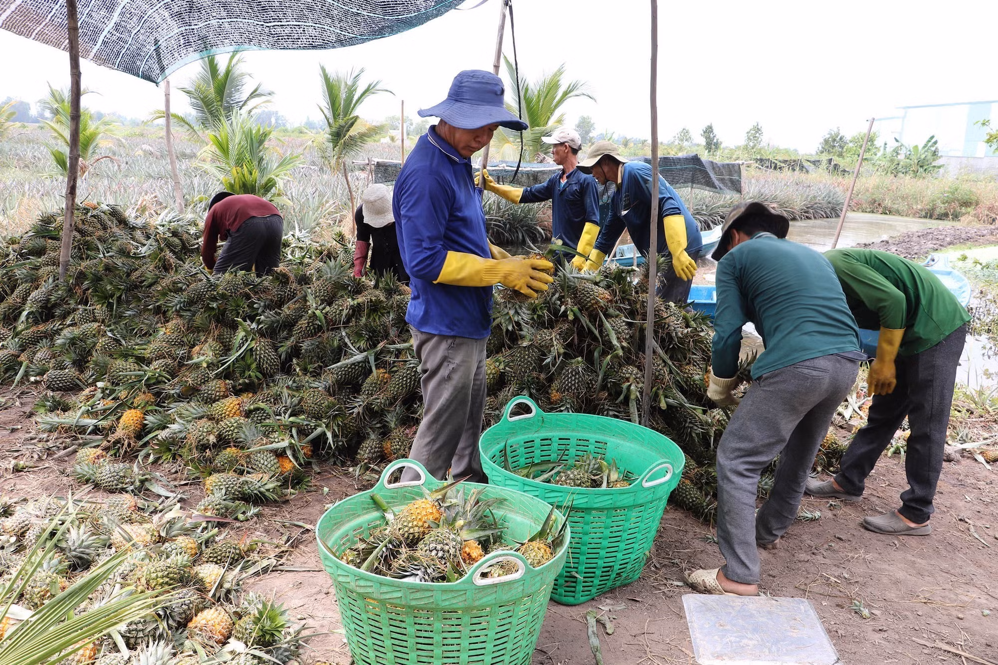chuyen-canh-dua-1.jpg