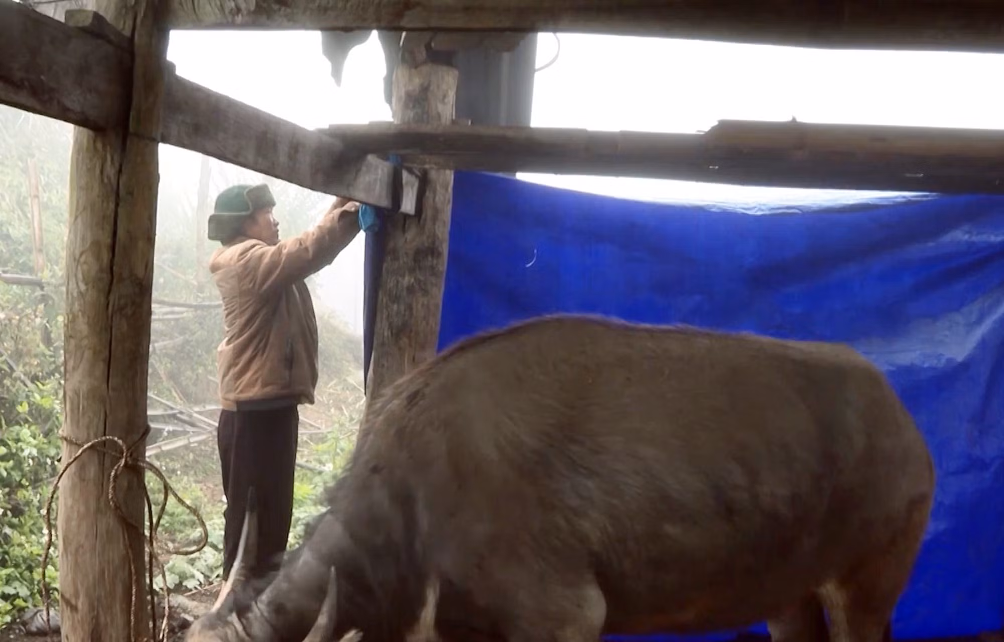 Người dân xã Sìn Hồ, tỉnh Lai Châu căng bạt phòng chống rét cho gia súc nơi có nền nhiệt độ xuống 1-3 độ C về đêm.