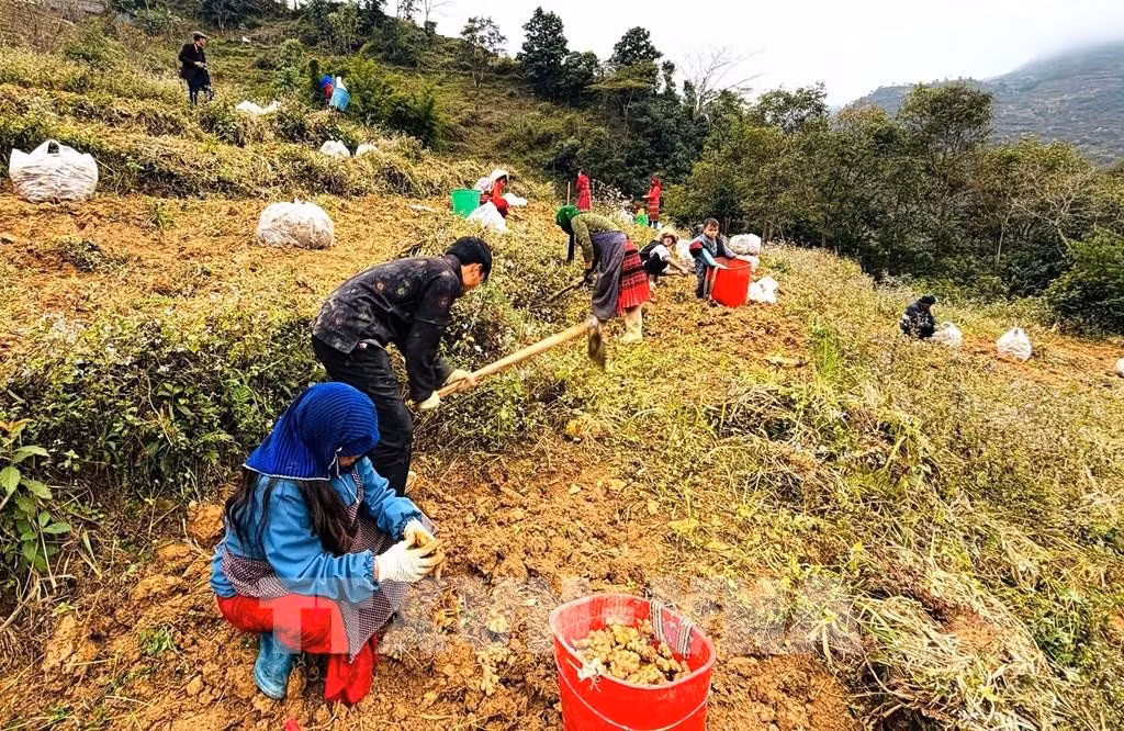 Người dân xã Lũng Cú thu hoạch gừng trên diện tích chuyển đổi từ đất trồng ngô kém hiệu quả. Ảnh: Việt Anh/ TTXVN phát
