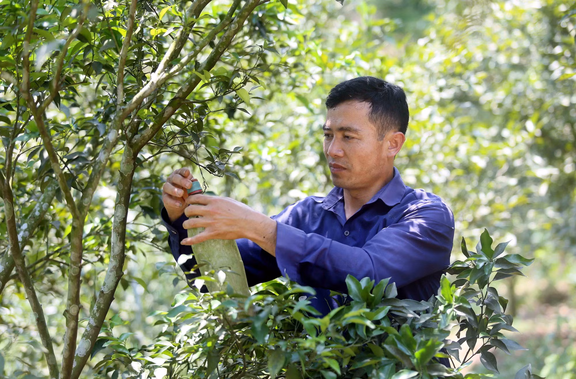 Anh Lường Văn Vui, bản Cà Pống, xã Nặm Ét (Quỳnh Nhai, Sơn La) đặt bẫy côn trùng gây hại cho diện tích trồng cam.