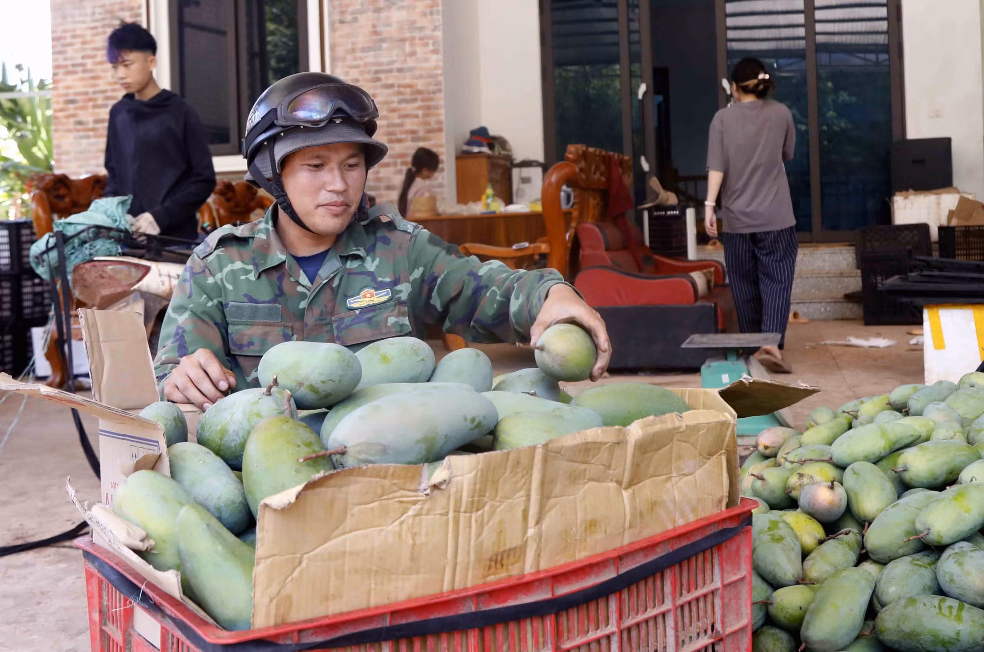 Nông dân vận chuyển xoài đến cơ sở thu mua, đóng gói và xuất khẩu sang thị trường Trung Quốc.