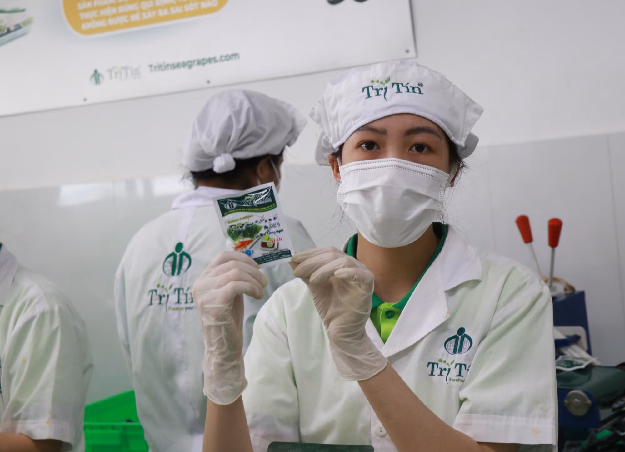 Công ty Trí Tín (Khánh Hòa) áp dụng tiến bộ khoa học - kỹ thuật để nâng cao năng suất rong nho.