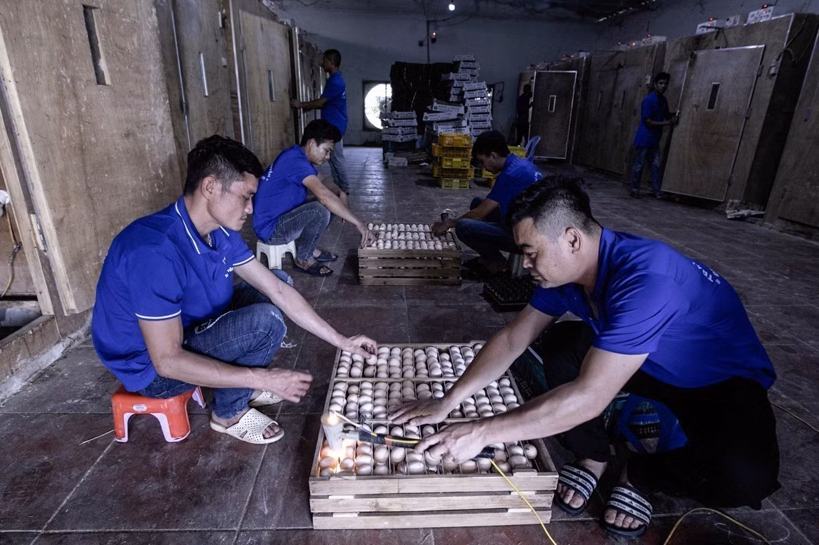 Nhân viên trang trại gà Tuấn Chuyền soi chọn loại trứng trước khi cho vào lò ấp.