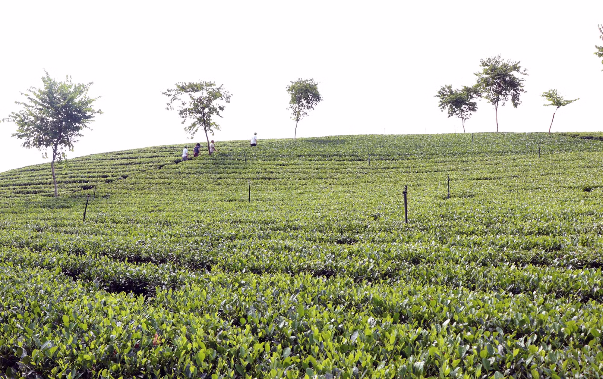 Diện tích trồng chè ở Phú Đình (Thái Nguyên). Ảnh: Trần Trang/TTXVN