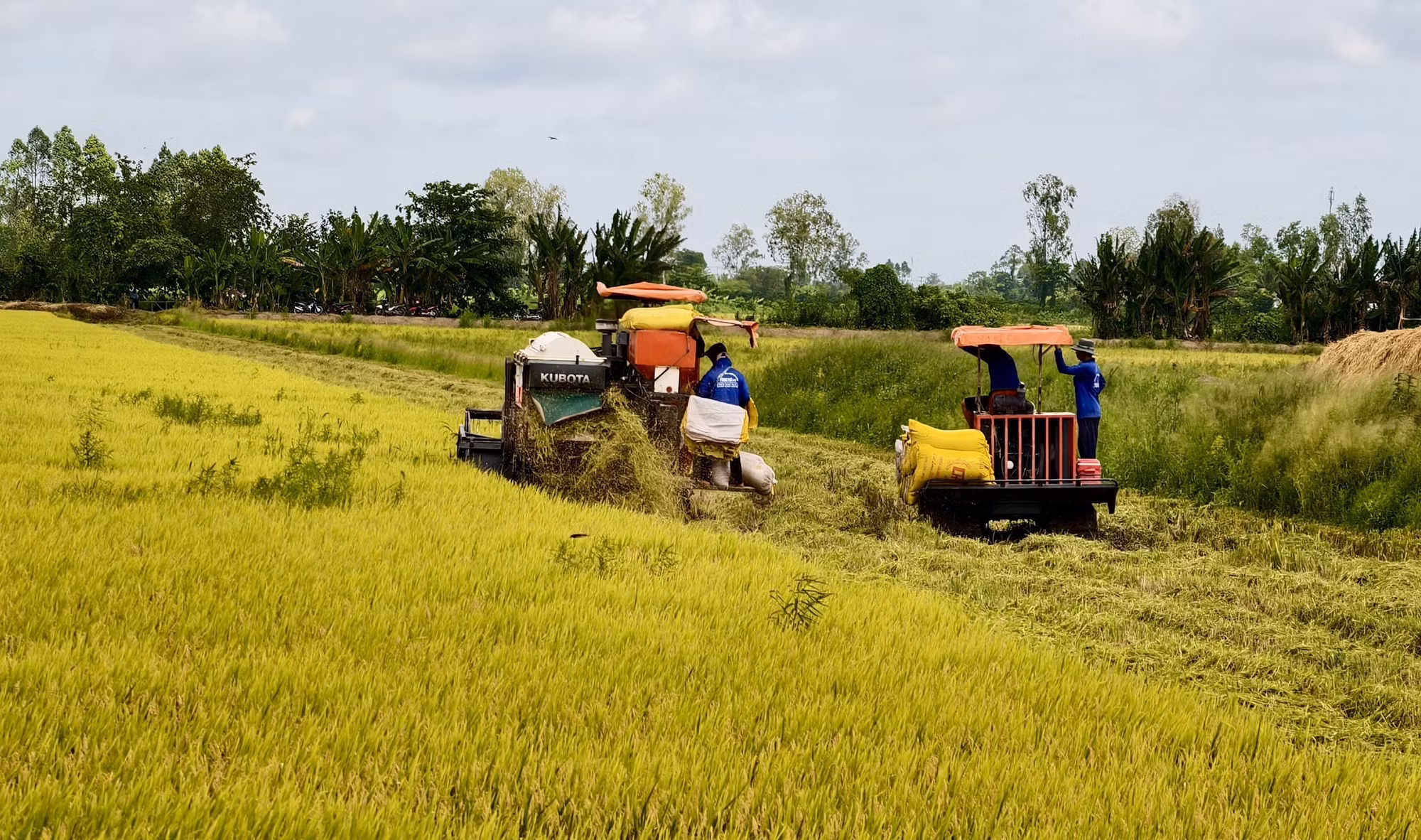 potal-an-giang-tap-trung-thu-hoach-dut-diem-vu-lua-he-thu-8253414.jpg