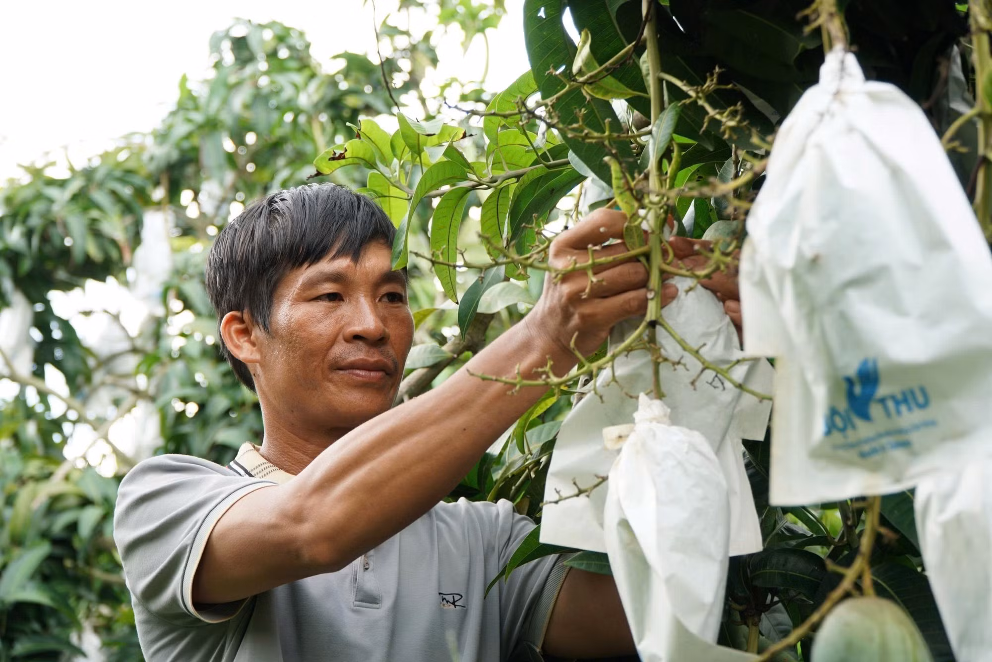 Đắk Gằn là vùng trồng xoài tập trung duy nhất của tỉnh Đắk Nông hiện nay với sản lượng mỗi năm hơn 15.000 tấn.
