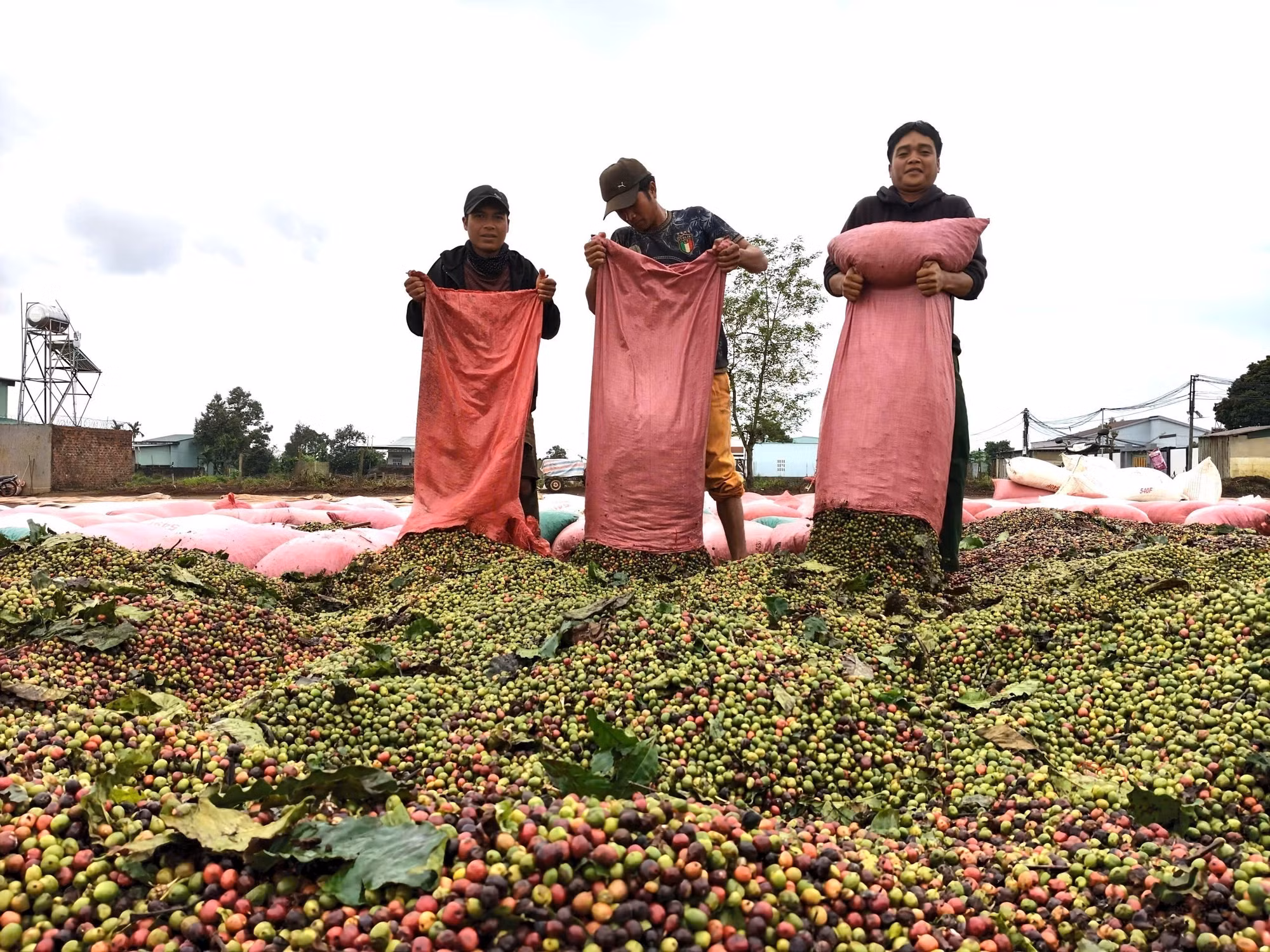 Nông dân Gia Lai phơi cà phê.