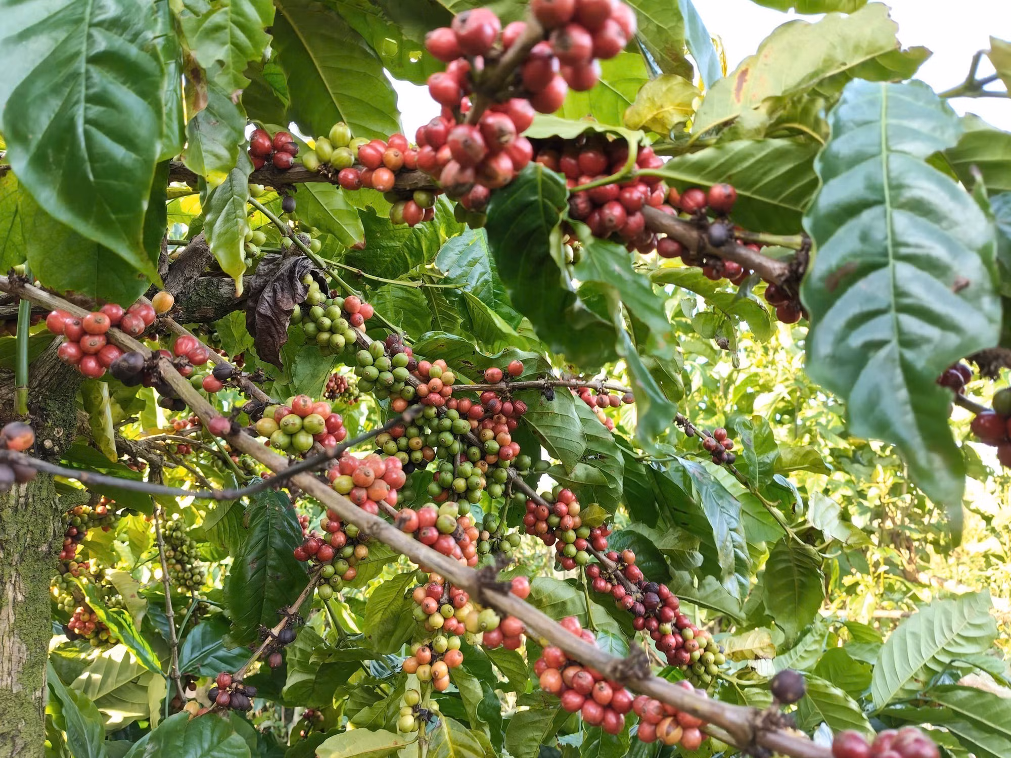Diện tích canh tác cà phê thông minh tại Gia Lai cho năng suất, chất lượng cao.