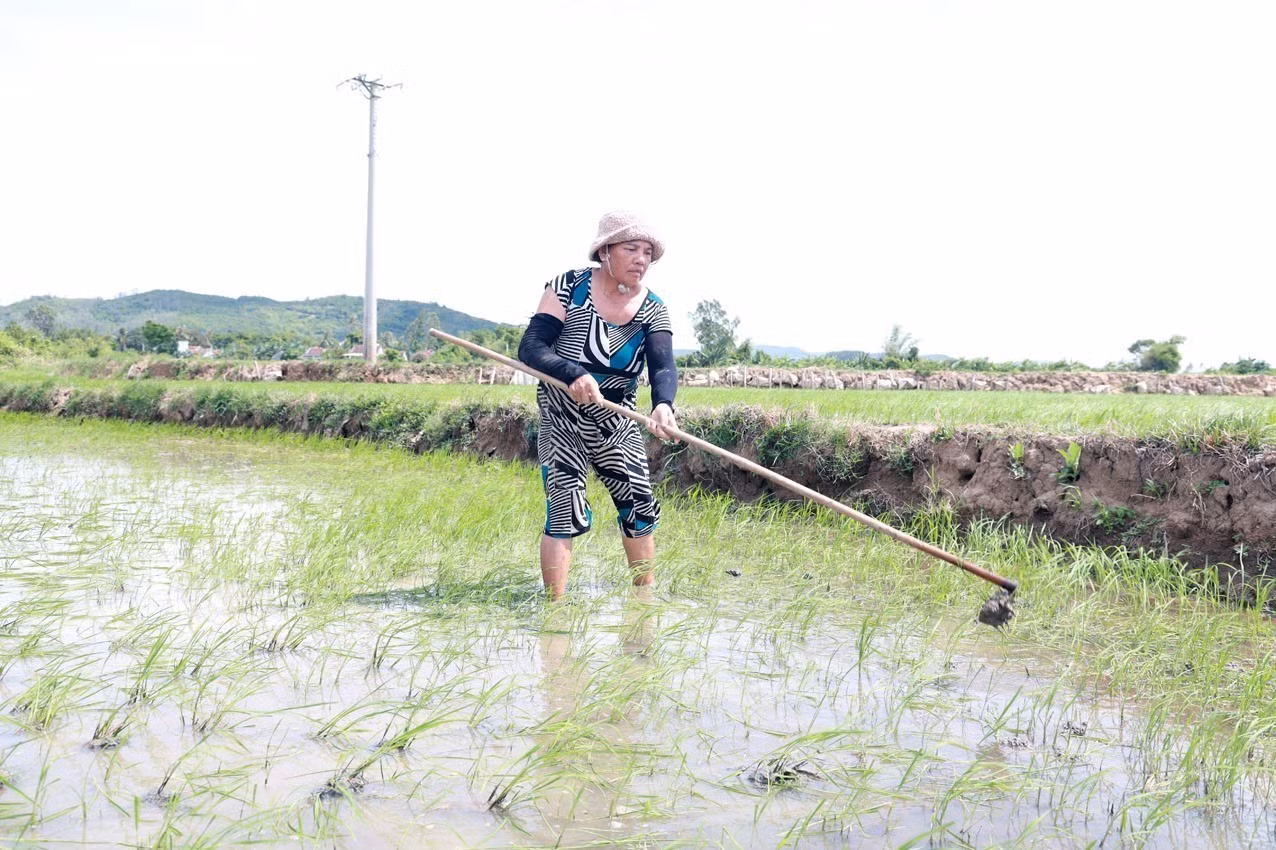 Nông dân xã Phú Hòa 2, tỉnh Đắk Lắk chăm sóc lúa hè thu sau khi có nước tưới.